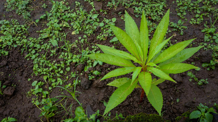 green plant in the garden