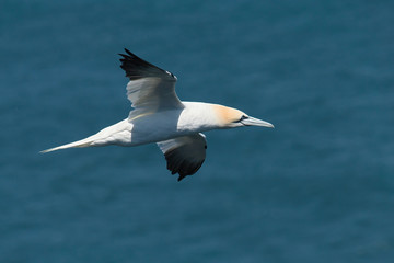 Fototapeta na wymiar Flying gannet over the sea 