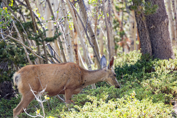 Deer walking along the Alpine Lakes Trail