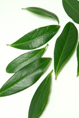 Obraz premium tropical leaves isolated on white background