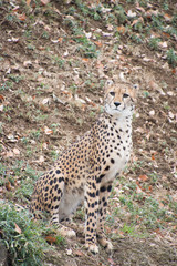 チーター