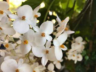 White wildflowers, montane cloud forest, Arenal, Puntarenas, Costa Rica, Central America