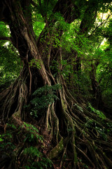 Lush, green rainforest tree with immense and intricate buttresses and root system.  Limbe Botanic Garden, Limbe, Cameroon, South-west Region, Africa