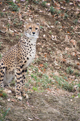 チーター