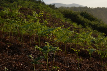 Asturias. The Beach of Silence. Cudillero, Spain. Aerial Drone Photo
