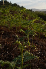 Asturias. The Beach of Silence. Cudillero, Spain. Aerial Drone Photo
