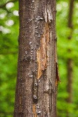 Tree trunk covered with small white mushrooms. Parasite on forest trees.