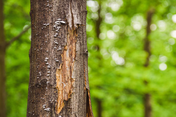 Obraz premium Tree trunk covered with small white mushrooms. Parasite on forest trees.