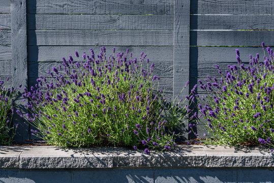 Raised Bed Filled With Blooming Purple Lavender Flowers, Blue Block Retaining Wall And Blue Wood Fence
