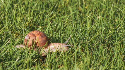 Helix pomatia, a grapevine snail walks on green grass.