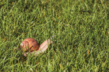 Helix pomatia, a grapevine snail walks on green grass.