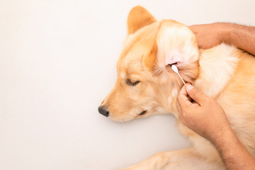 Dog ear cleaning. Man using white cotton bud to cleaning dog ear