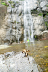 cascada