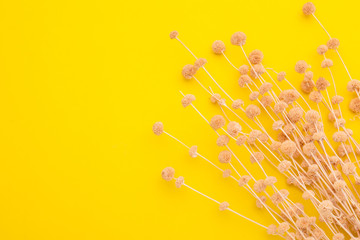 Dry color grass flower for interior decoration on yellow background. Studio shot with copy space for test or design