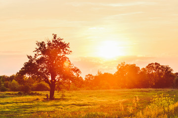 Obraz na płótnie Canvas An orange sunset over the trees, a sunlit meadow.