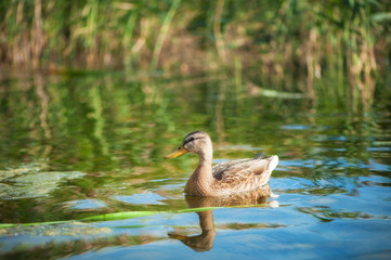 Birds and animals in wildlife concept. Amazing mallard duck swims in lake or river with blue water under sunlight landscape. Closeup perspective of funny duck.