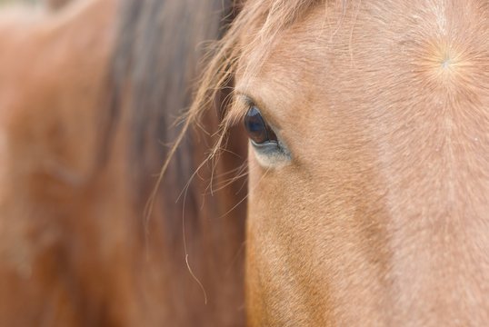 portrait of a horse