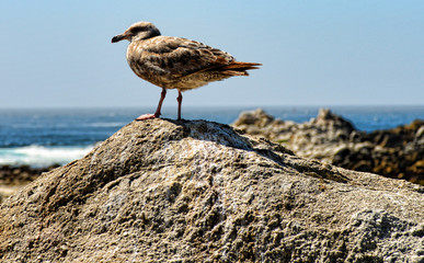 Western United States Seagull