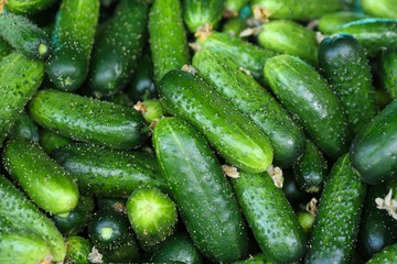 background of cucumbers close up