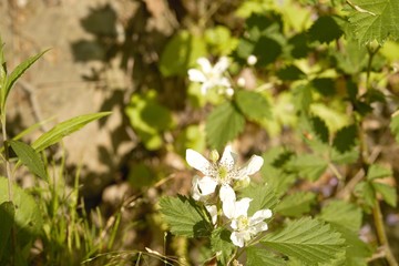white flowers in the forest