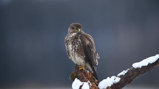 Common buzzard ( Buteo buteo )