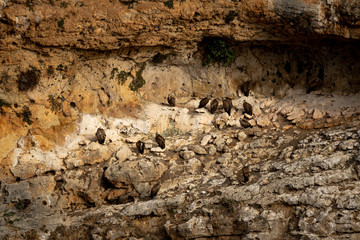 Stone wall eroded by wind and water with vultures resting.