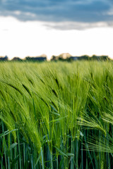 The field of green ears of barley at spring time