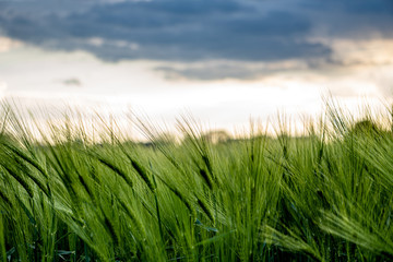 The field of green ears of barley at spring time