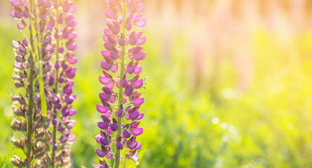 Blooming lupine flowers. A field of lupines. Sunny summer flower background