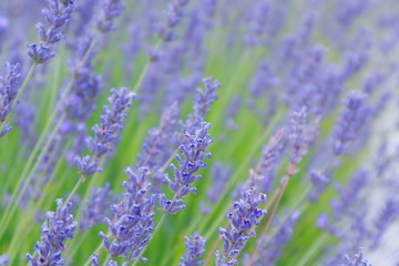 campo lleno de lavándulas azules y moradas, violetas, azules, primavera, campo, flores silvestres, 