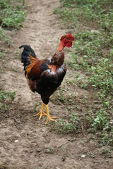 rooster in the farm