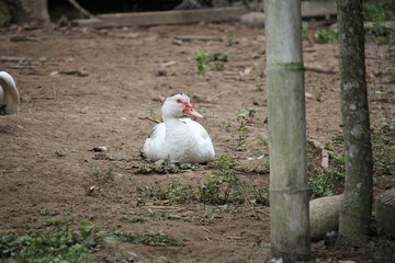 white chicken in a field