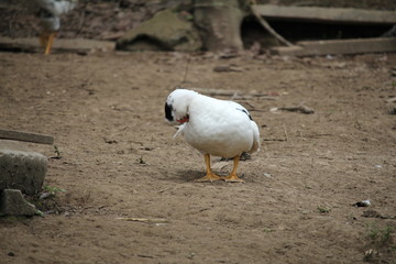 chicken in the farm