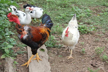 cock and hen