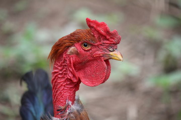 portrait of a rooster
