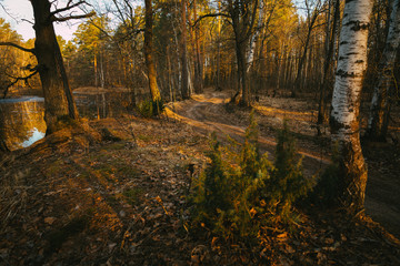 autumn in the forest