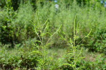 Fluffy ragweed with allergy-causing buds.