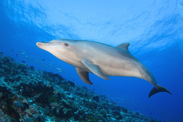 Fototapeta na wymiar dolphin underwater