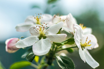 Apple tree flowers, blossom  close-up against a bright blue sky