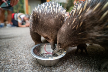 タスマニアのハリモグラ(Short-beaked echidna)(Tachyglossus aculeatus)が餌を食べている