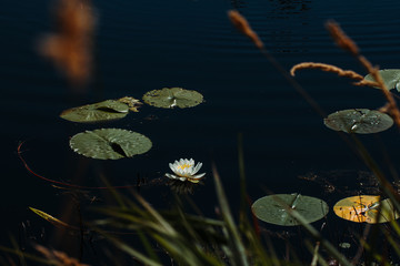 Lilly Floating on a Calm Pond in Minnesota