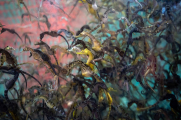 大量のタツノオトシゴ © exs