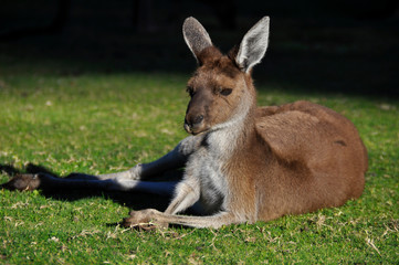 Western Grey Kangaroo lying down