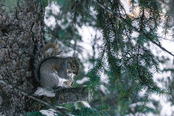 Squirrel Enjoying a Light Snack on Cold Winter Morning