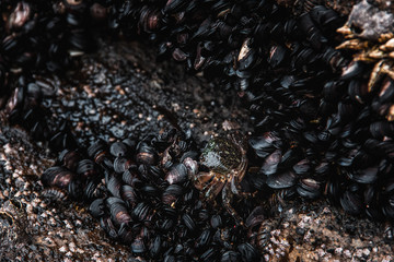 Crab Climbing Across Mussels on a Rocky Coast in South Korea
