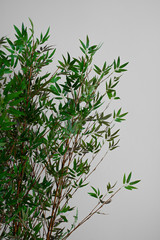 Árvore Indoor - Decorando Interiores