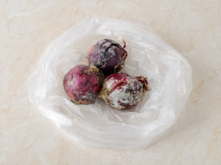 White green fungal mold on three raw red purple onions in a plastic bag over a kitchen table. Spoiled fruits and vegetables. Wrong food storage conditions.