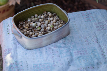 Assorted acorns in handmade pottery bowl on vintage tablecloth outdoors