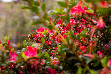 Azaleias em Faxinal do Céu - Pinhão - Paraná - Brasil