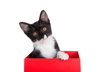Black and white tuxedo kitten sitting in a red box looking curiously at viewer, one paw over side of the box. Isolated on white